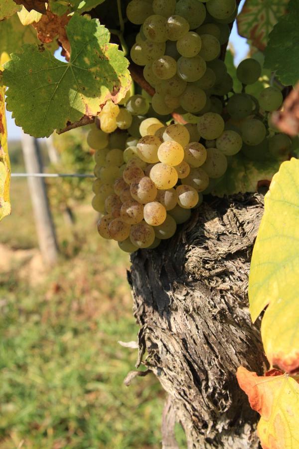 Bio-Weingut, Gaestehaus Und Kraeuterhof Flomborn Ngoại thất bức ảnh